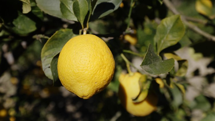 Снимка: архив, БГНЕС