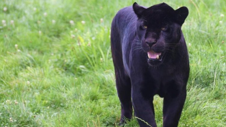 Снимка: Pixabay