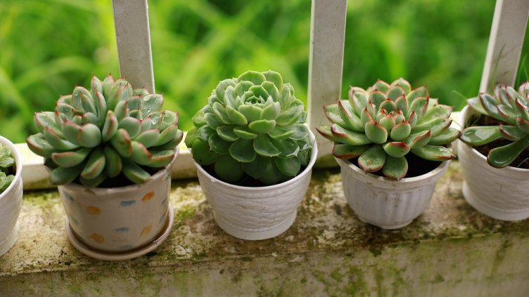 Снимка: Pixabay/BooPhotographer