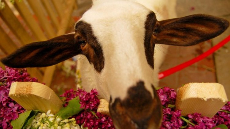 Снимка: Булфото