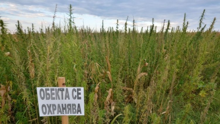 Снимка: Булфото, архив