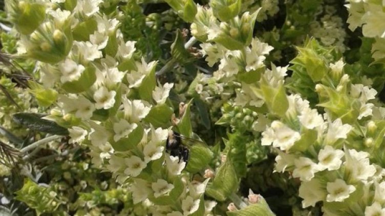 Снимка: Facebook