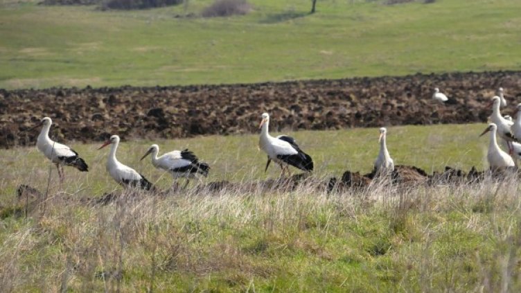 Снимка: Булфото