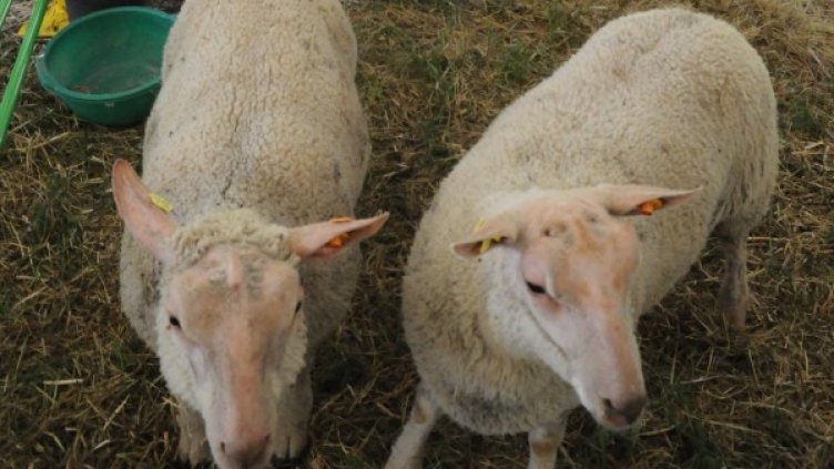 Архив: Булфото