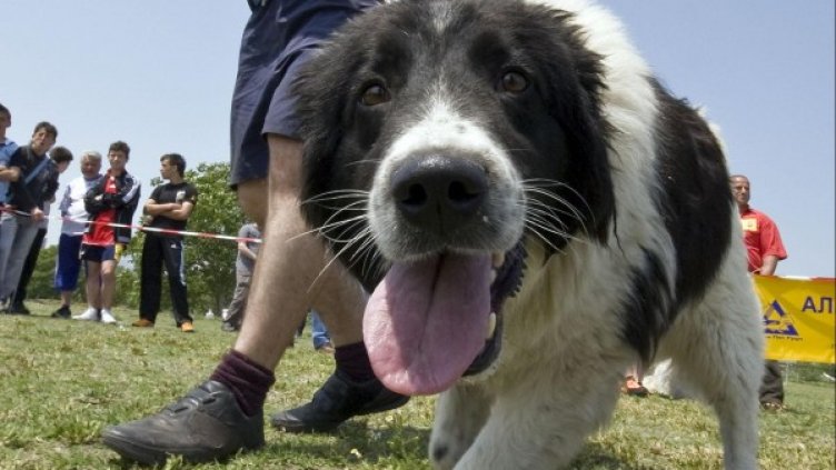 Снимка: архив Булфото