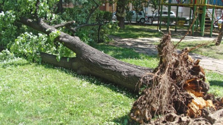 Снимка: Bulphoto