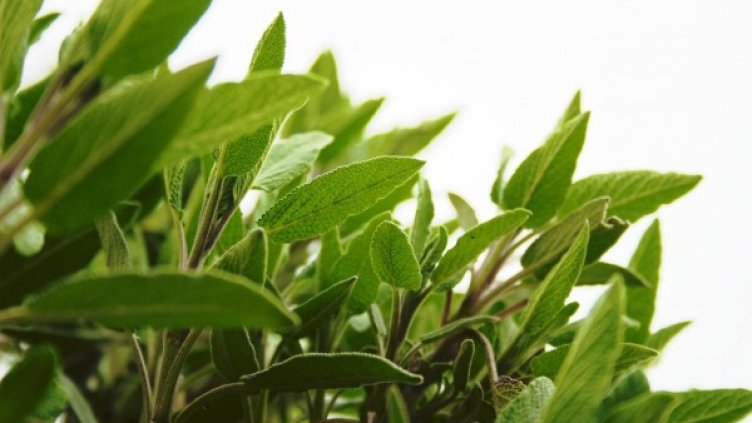 Снимка: freeimages