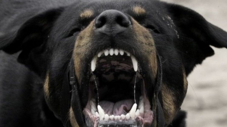 Снимка: flickr