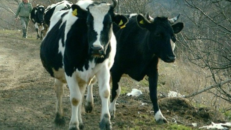 Архив: Булфото