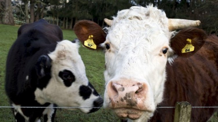 Снимка: Reuters, архив