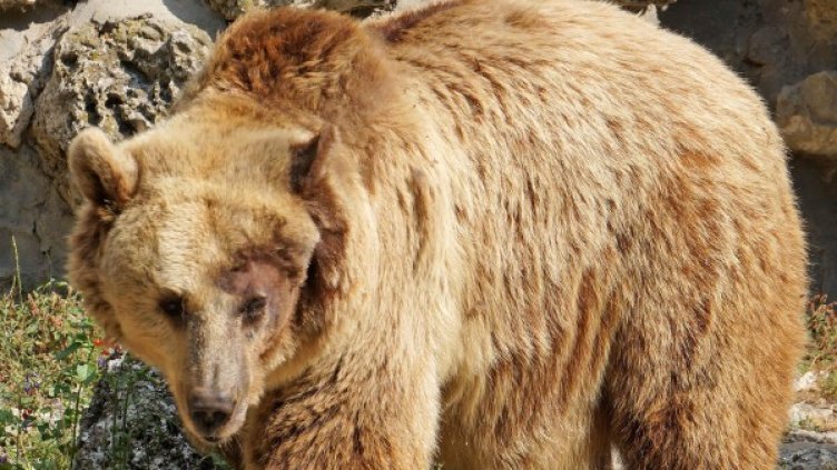 Архив: Булфото