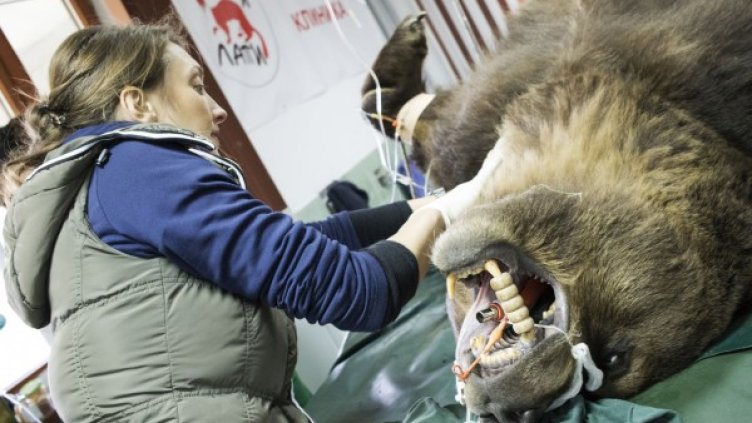 Снимка: "Четири лапи"