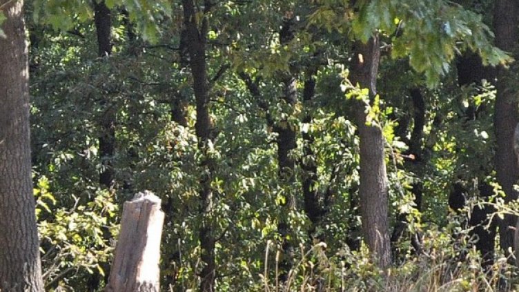 Снимка: Булфото