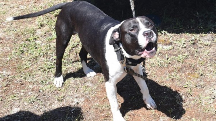 Снимка: архив Булфото