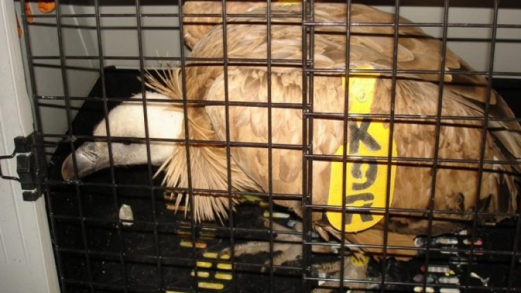 Снимка: Зелени Балкани