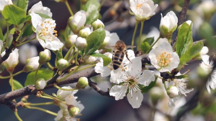 Снимка: БТА, архив