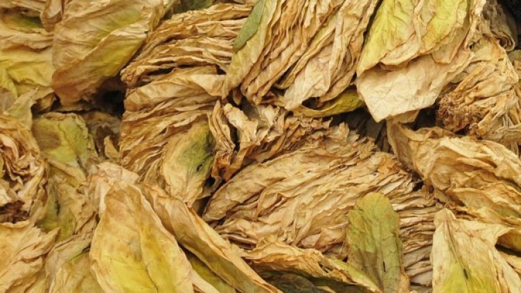 Снимка: архив, Булфото