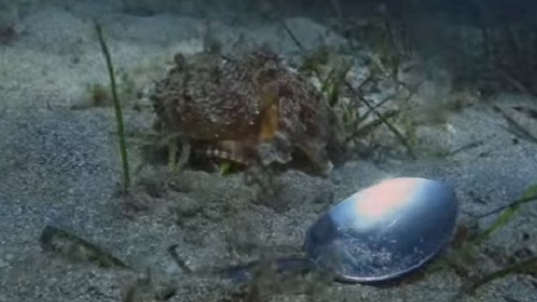 Снимка: кадър, Youtube