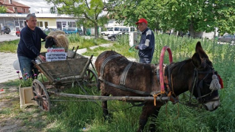 Овцата Пенка – абитуриентка! 1, 2, 3...