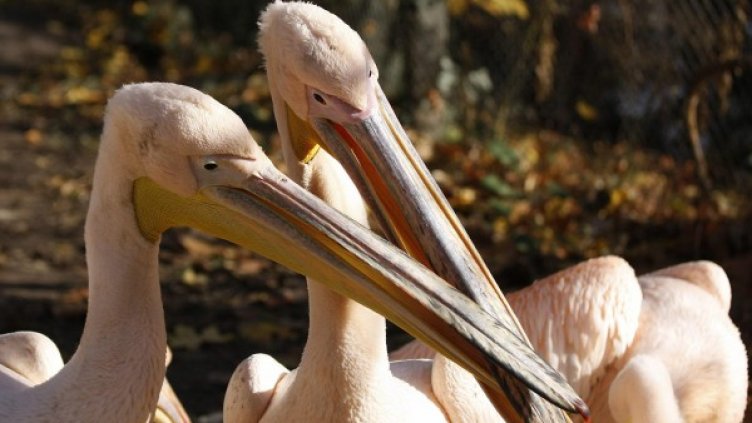 Архив: Булфото