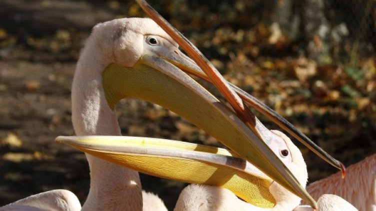 Снимка: Булфото, архив