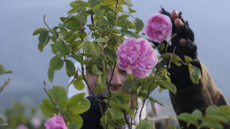 Архив: Булфото