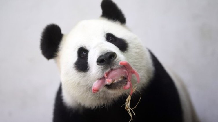 Пандата Хао Хао с малкото си. Снимка: БТА