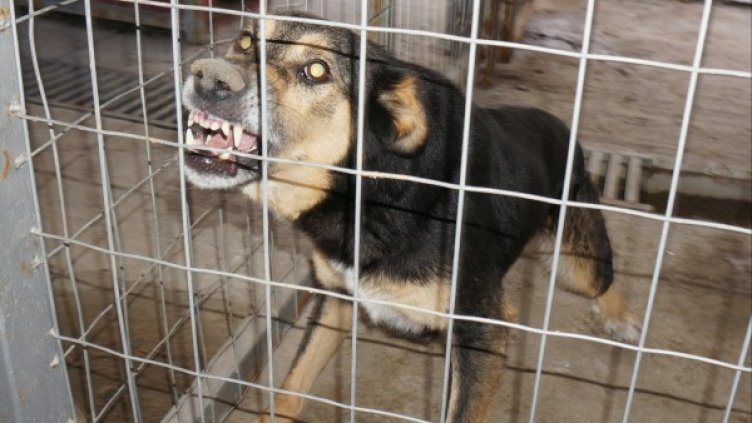 Снимка: Булфото, архив