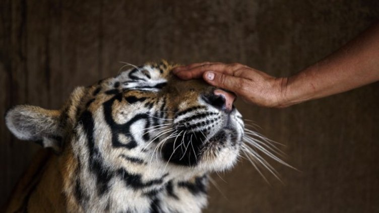 Храмът на тигрите... където най-лошото е да си тигър! (16+)