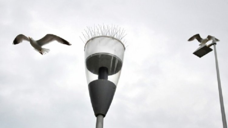 Снимка: Пламен Гутинов