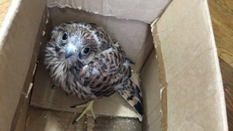 Снимка: в. "Труд"