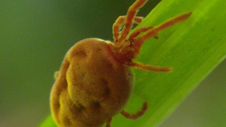 Снимка: архив, flickr