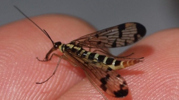 Архив: Булфото