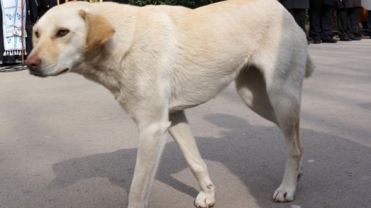 Снимка: Булфото, архив