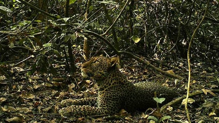 Ето този обитател на резервата е можело да бъде застрашен. Снимка: Chinko project