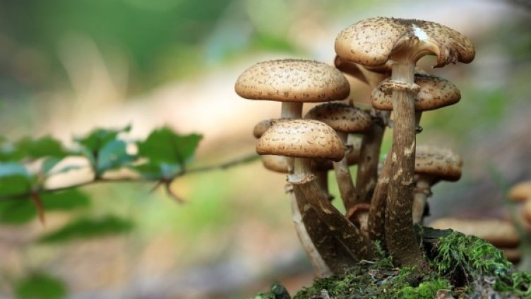 Снимка: flickr