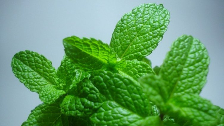 Снимка: freeimages