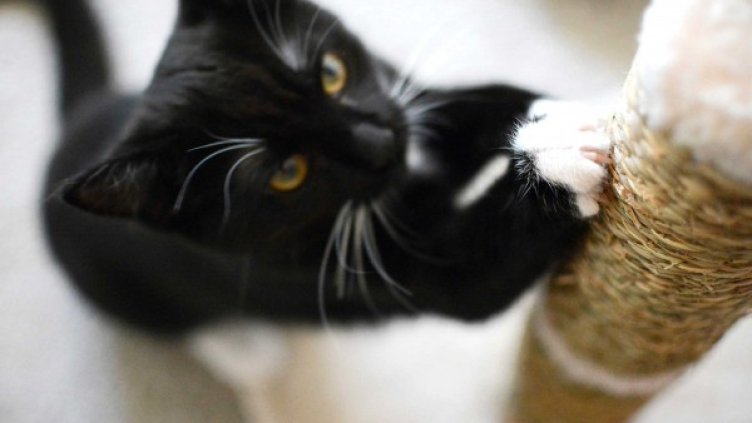 Източник: Reuters