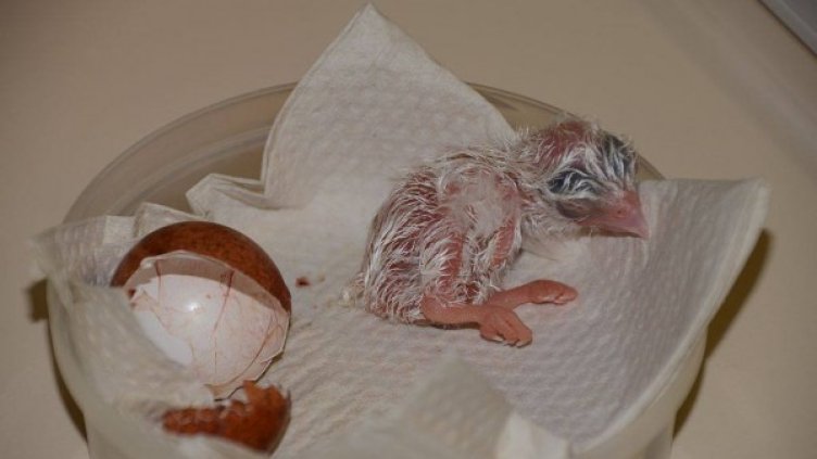 Снимка: Facebook, Спасителен център за диви животни