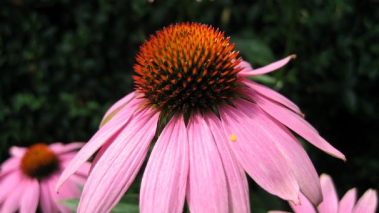 Снимка: freeimages