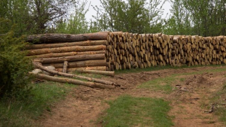 Снимка: Булфото, архив