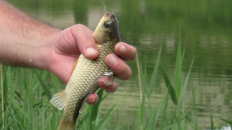 Снимка: архив, Булфото