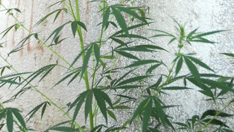 Марихуана. Снимка: архив, БулФото