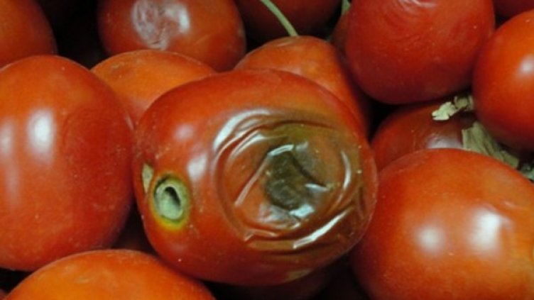 Снимка: архив, Булфото