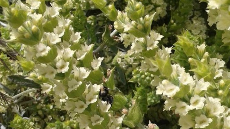 Снимка: Facebook