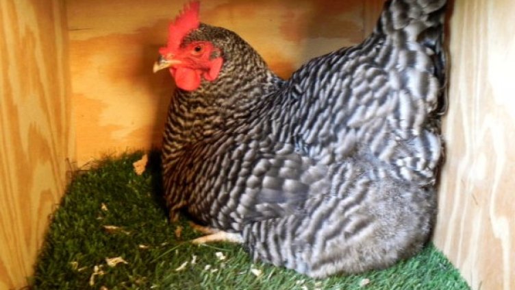 Снимка: flickr