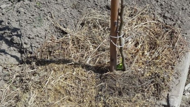 Снимка: архив, Булфото