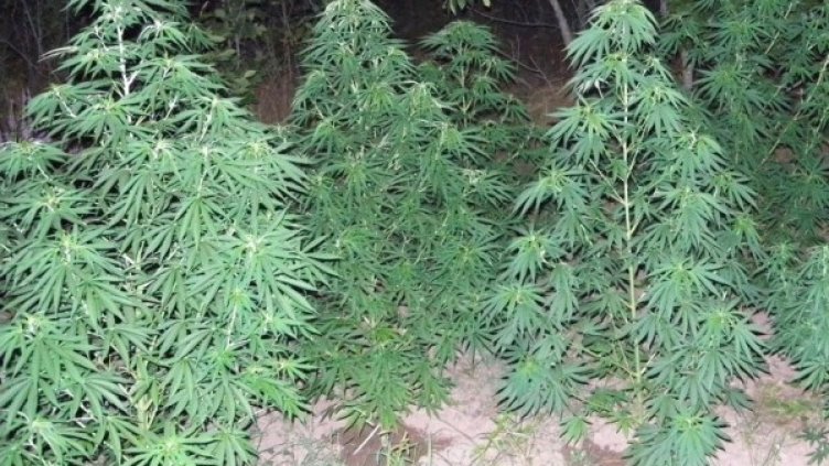 Снимка: Архив Булфото