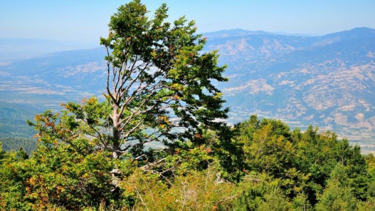 Снимка: архив, Булфото