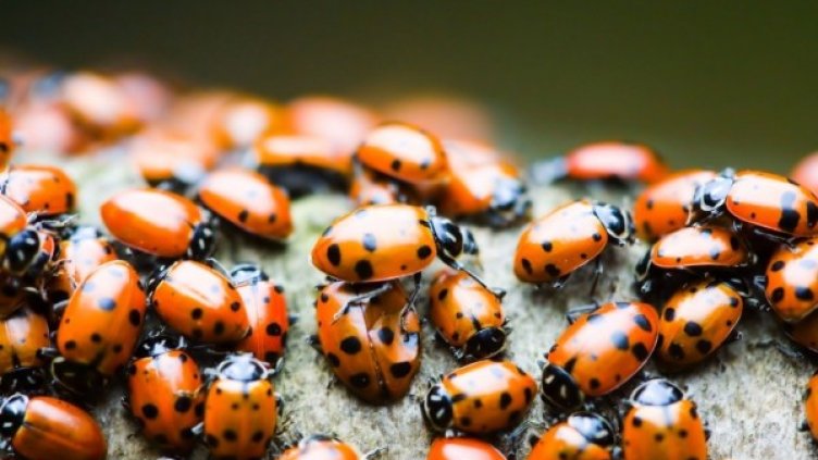 Снимка: flickr